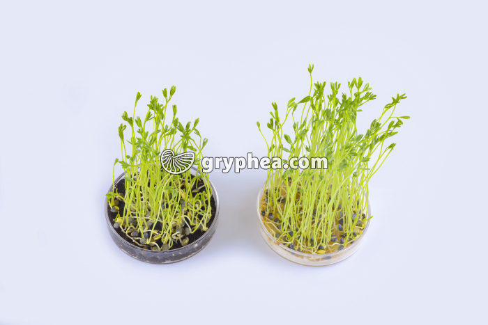 Expérience de germination des graines - Lentilles avec et sans sol - Jour 7 - gryphea.org